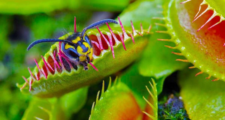 Annexe dionee-attrape-mouche-plasma-750x400.jpg