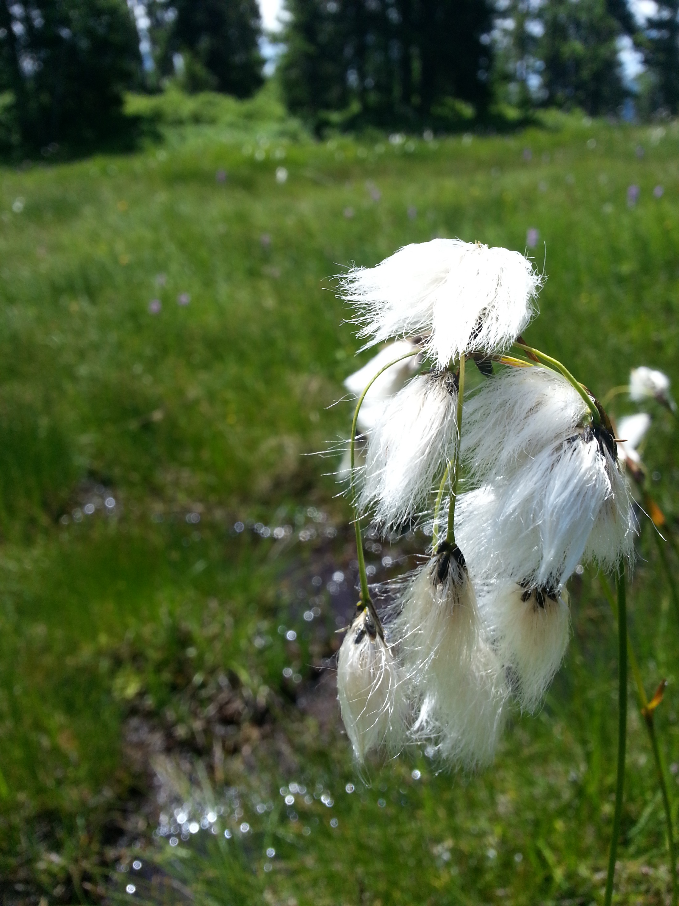 Annexe Linaigrette.jpg