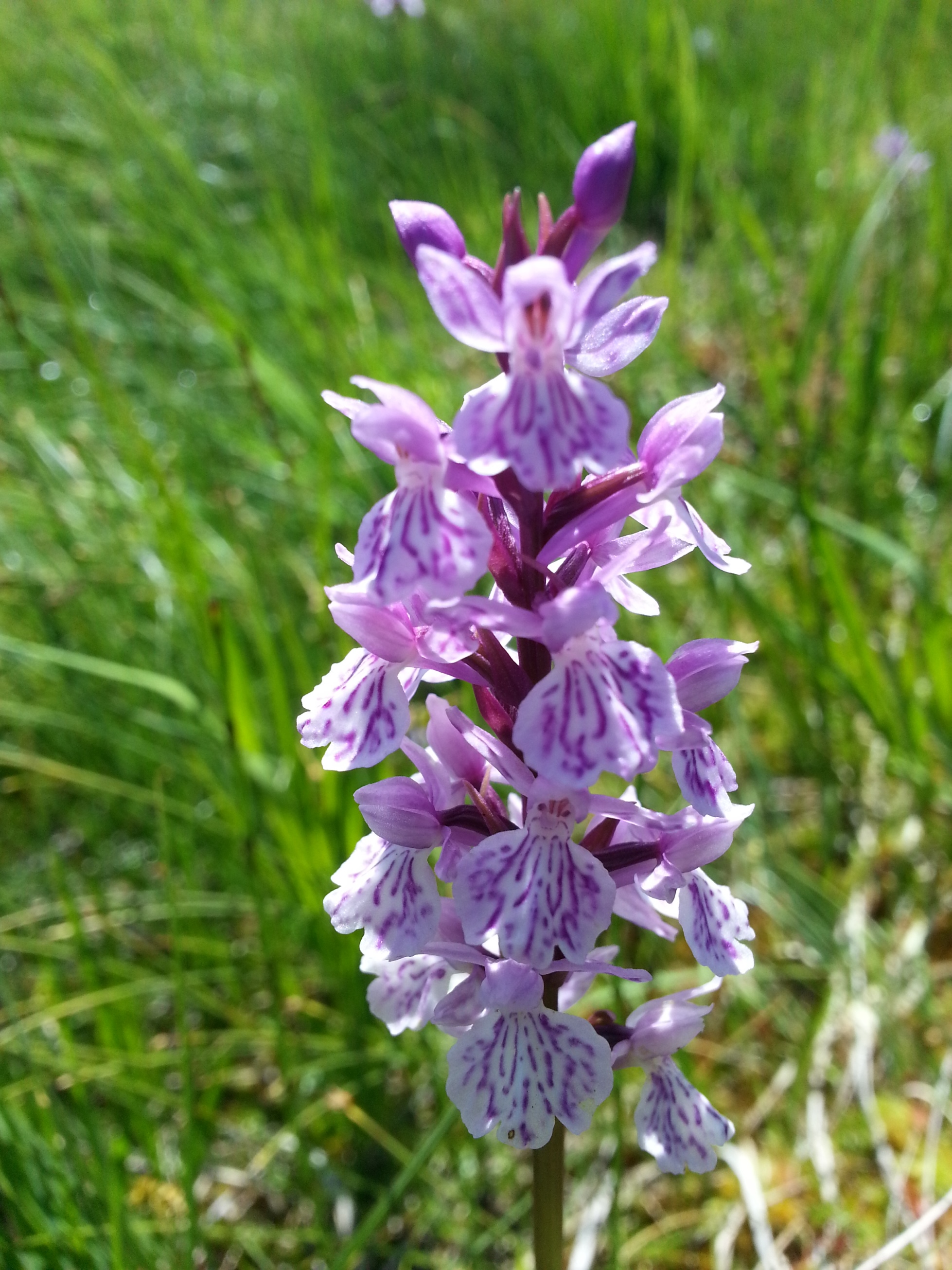 Annexe Orchis tacheté.jpg