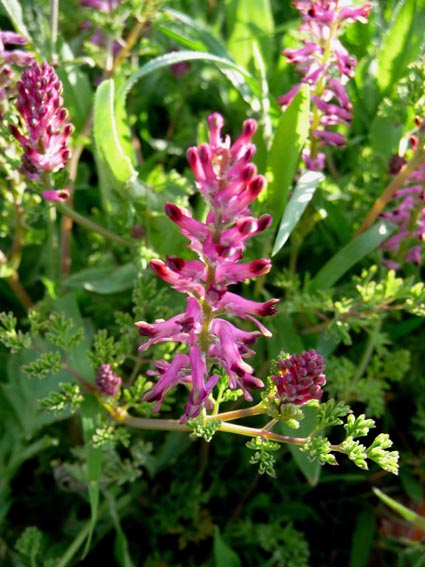 Annexe fumeterre.jpg