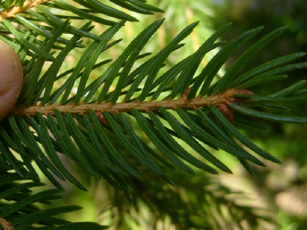 Annexe img 000116754L.jpg