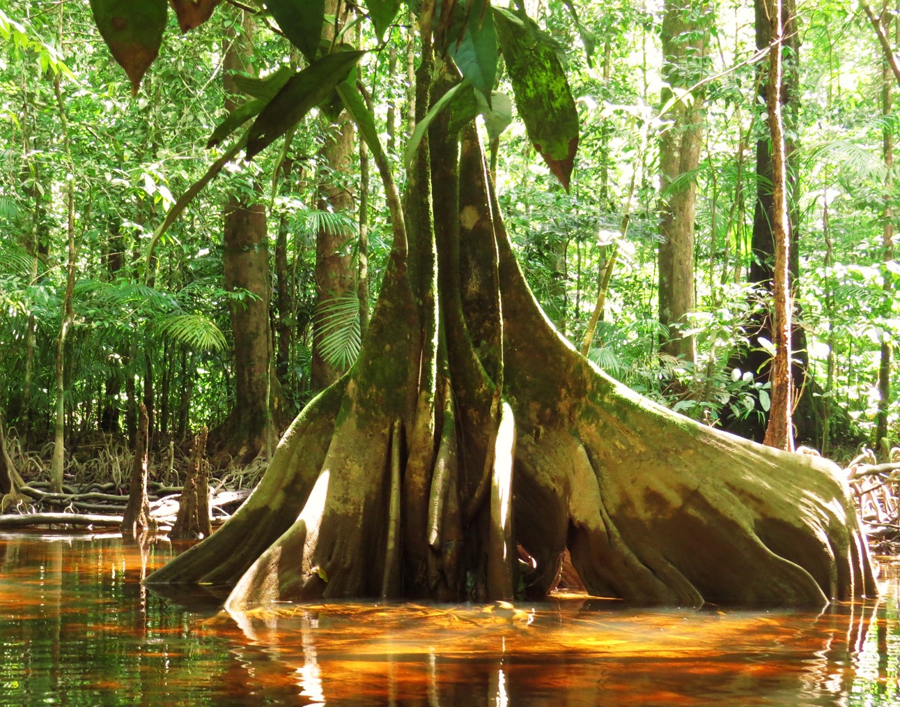 Annexe Moutouchi marécage.jpg