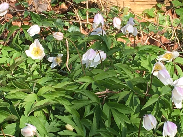 Annexe 73B8EE91-87B5-4B28-A9CB-1EF5FAE5DE7B.jpeg