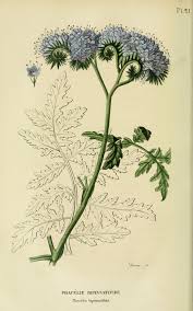 Annexe phacélie.jpg