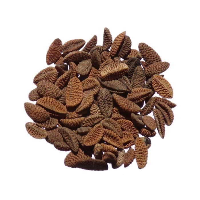 Annexe phacelie-natra-1-gramme-phacelia-tanacetifolia.jpg