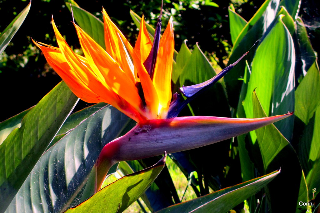 Annexe oiseau de paradis.jpg