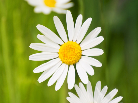 Annexe paquerette-170719.jpg