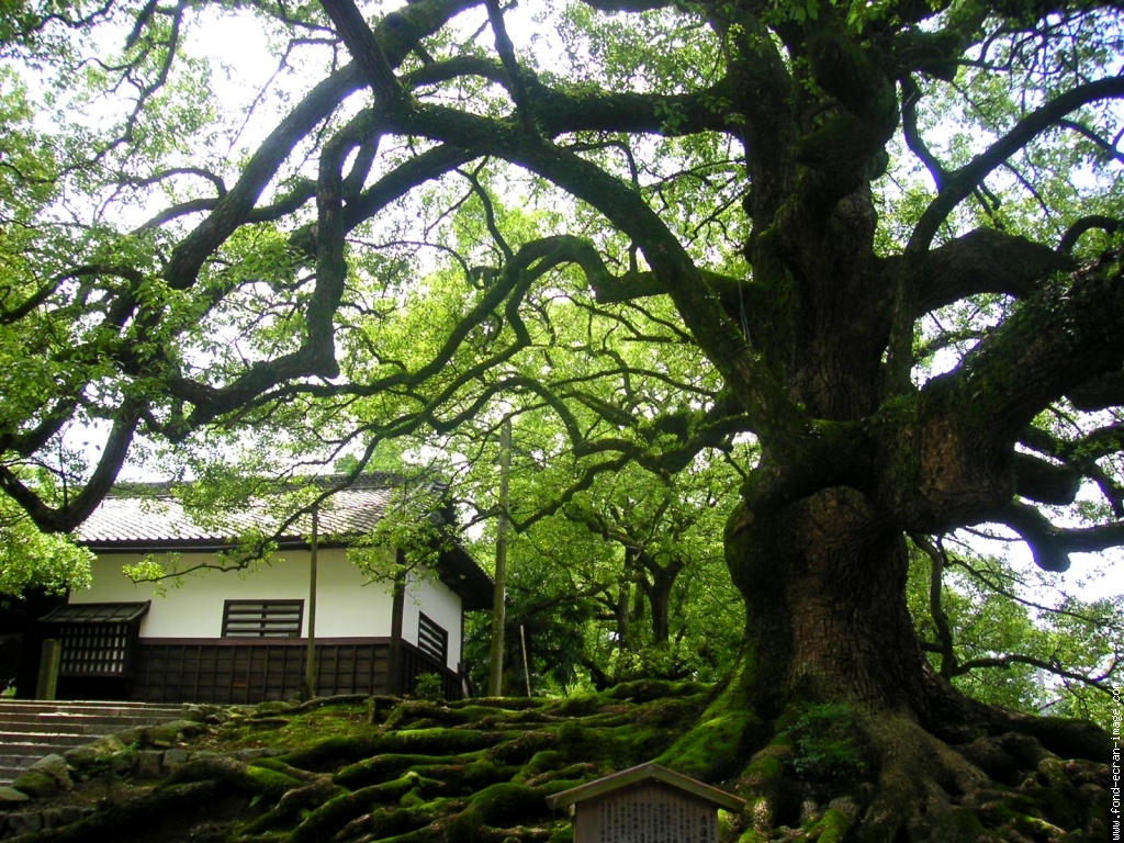 Annexe camphrier-de-kyoto.jpg