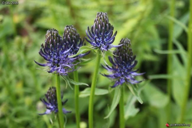 Annexe GBPIX_photo_723255.jpg