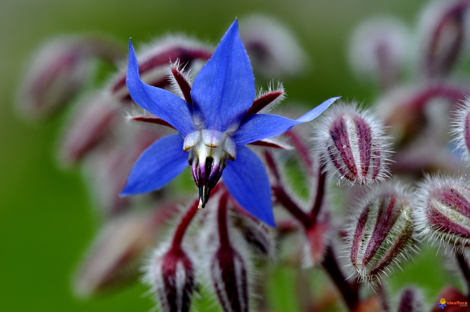 Annexe bourrache-officinale-visoflora-100814.jpg