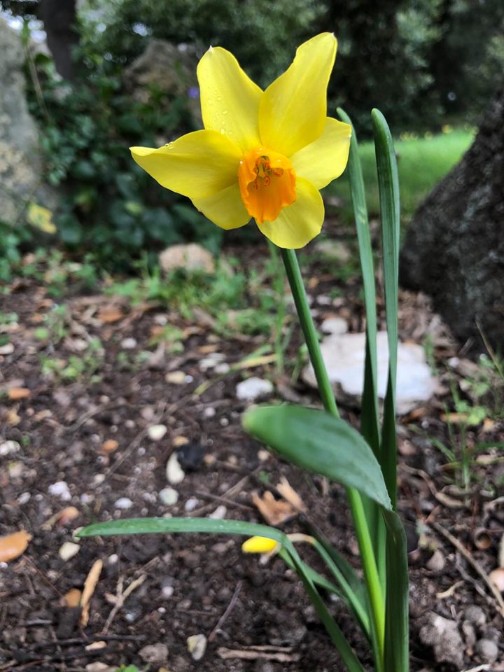 Annexe Photo Narcissus pseudonarcissus.jpg