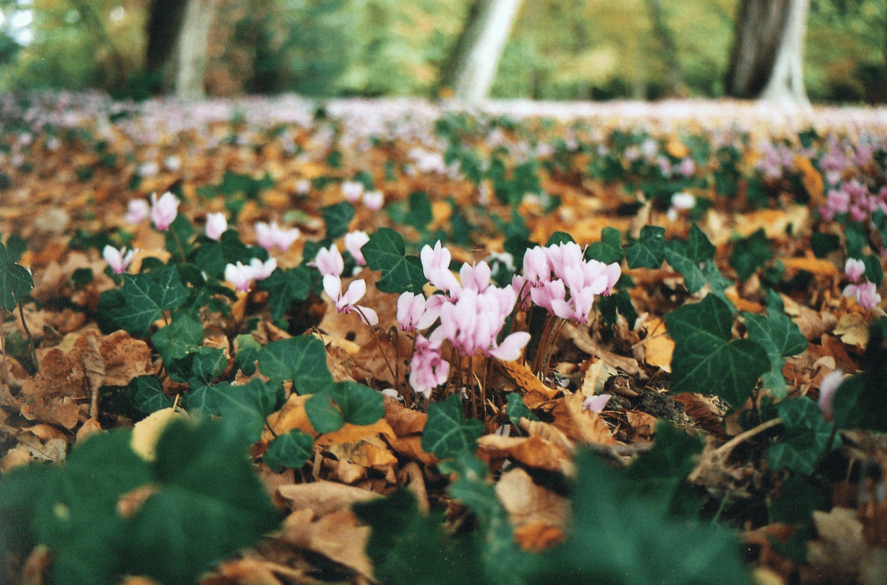 Annexe pic229-min.png