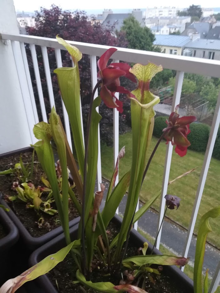 Annexe IMG_20180530_212201.jpg