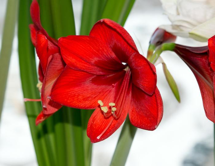 Annexe amaryllis.jpg