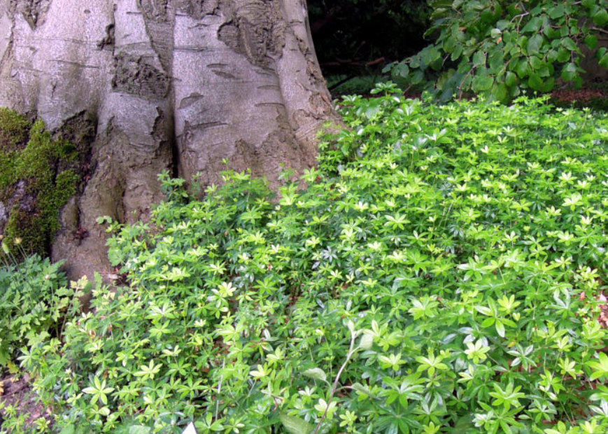 Annexe Waldmeister.png