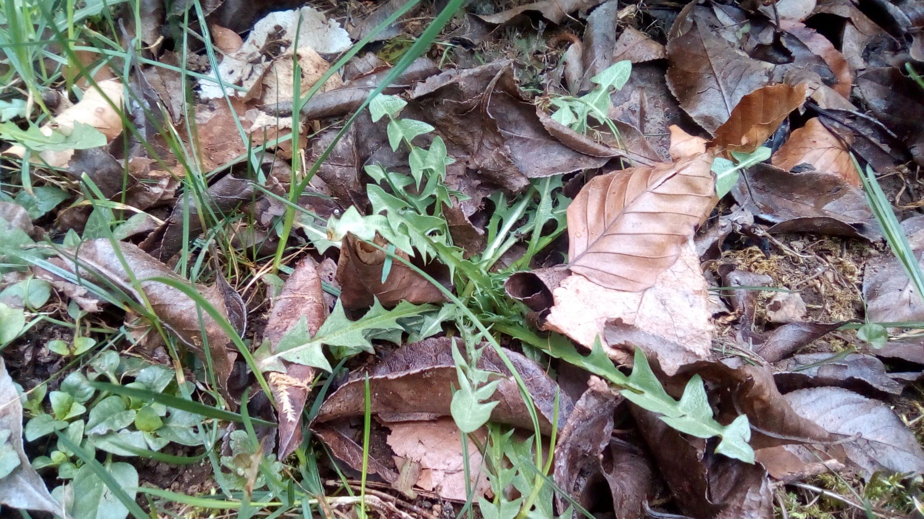 Annexe IMG_20200329_1631422.jpg