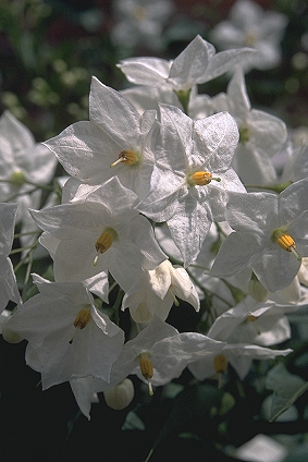 Annexe Jasmin 0525.jpg