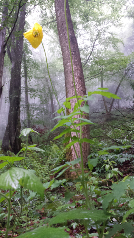 Annexe 20190610_175345b.jpg