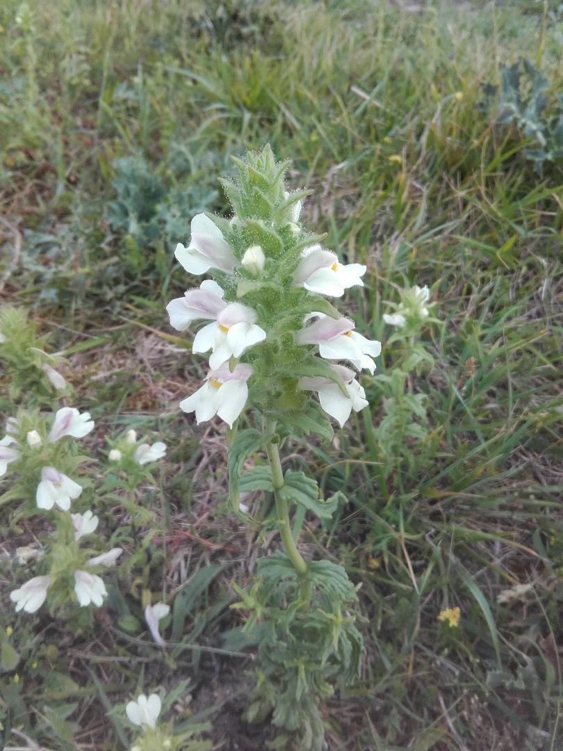 Annexe Bartsia trixago.jpg