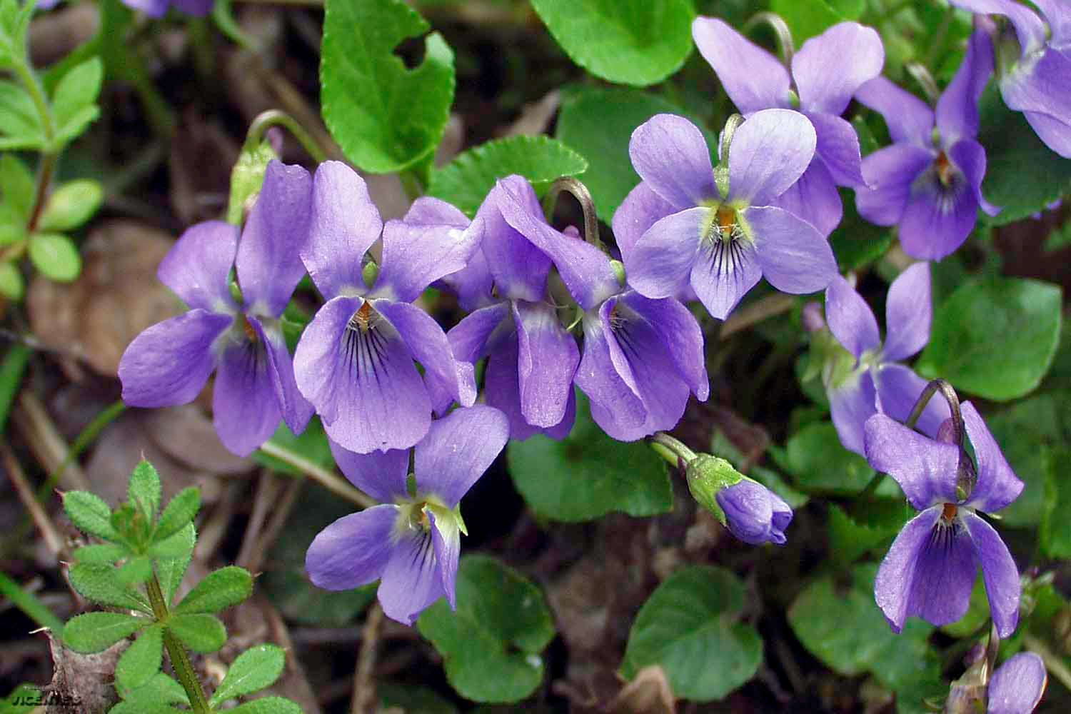 Annexe http1.bp.blogspot.com-Hq015yM4ZkkUyyLfa5aoOIAAAAAAAARx4jcELSB0OnwAs16004+Viola+odorata+3.jpg