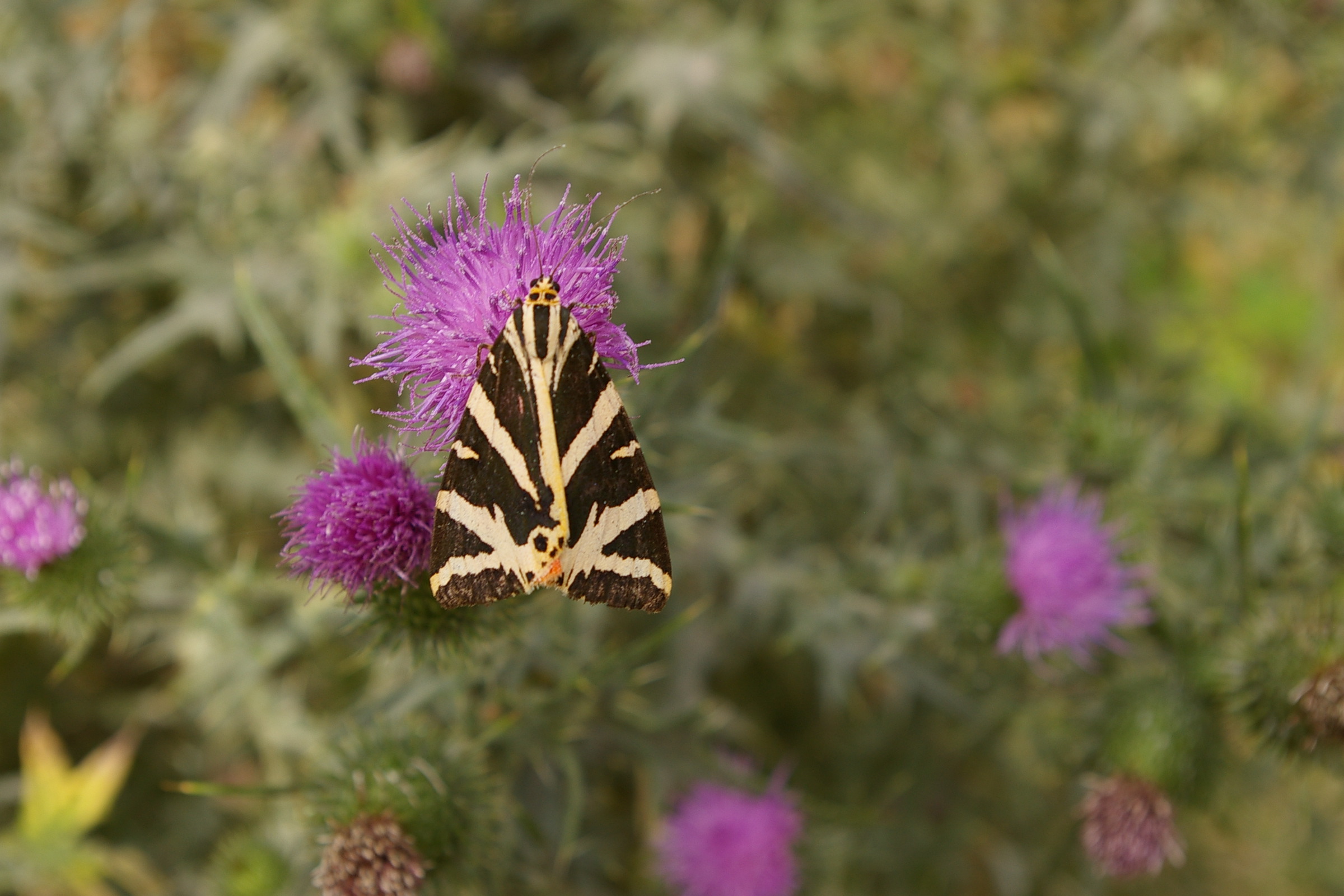 Annexe IMGP0017-001.JPG