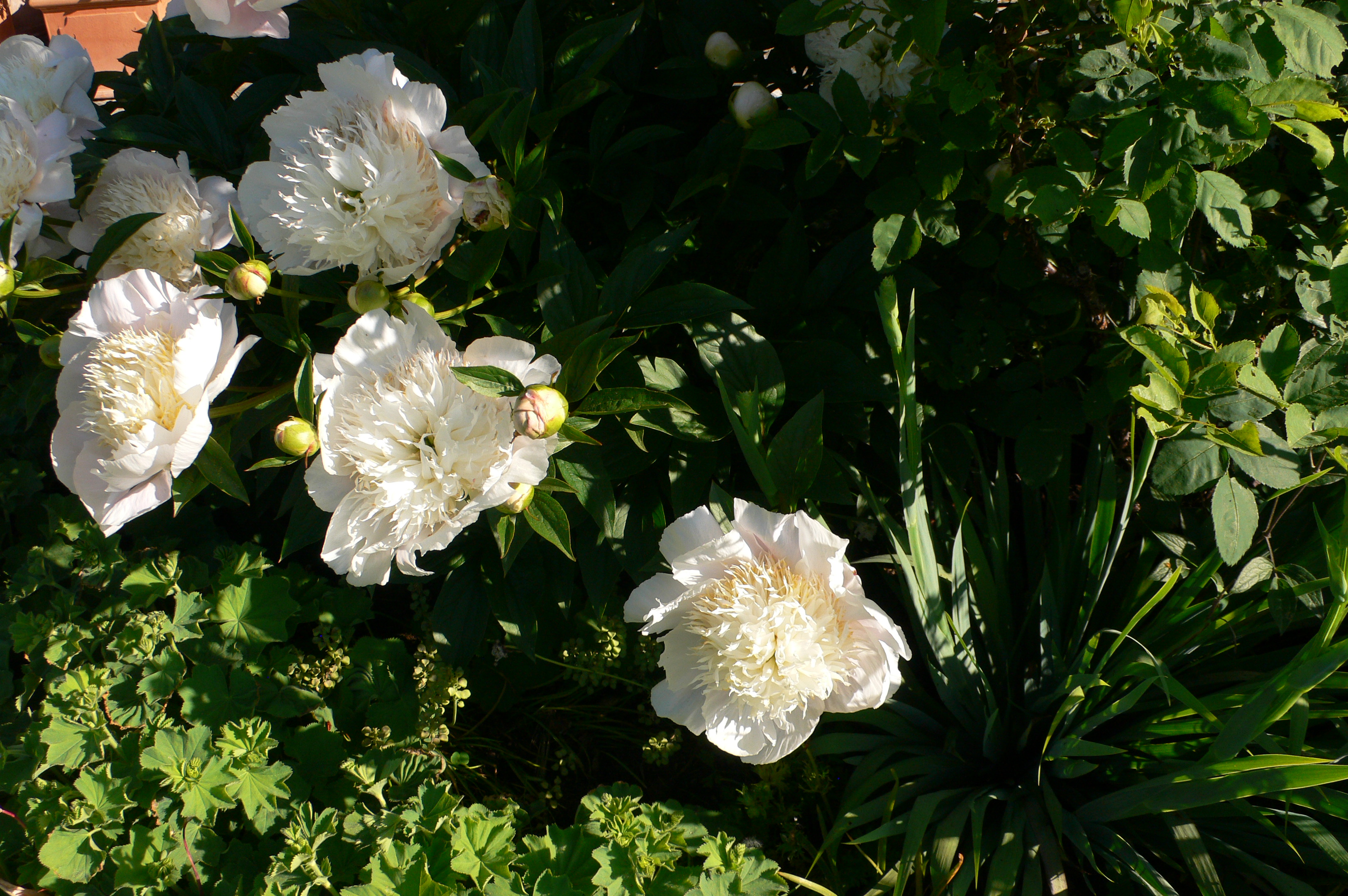 Annexe pivoines de mon jardin.JPG