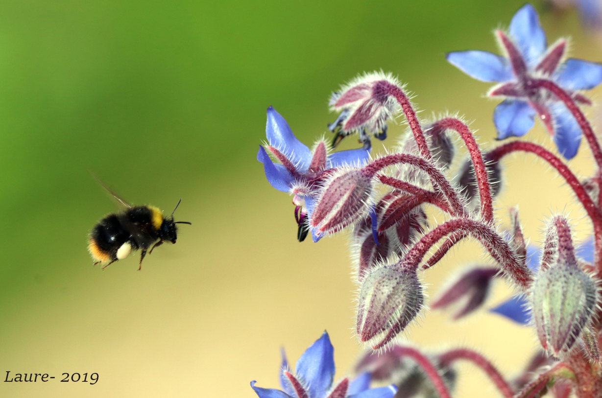 Annexe 2019-04-28_bourdon_02.png