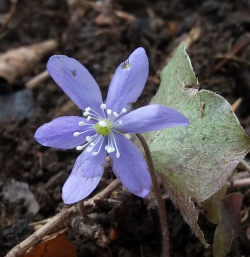 Annexe Anémone Hépatique.jpg