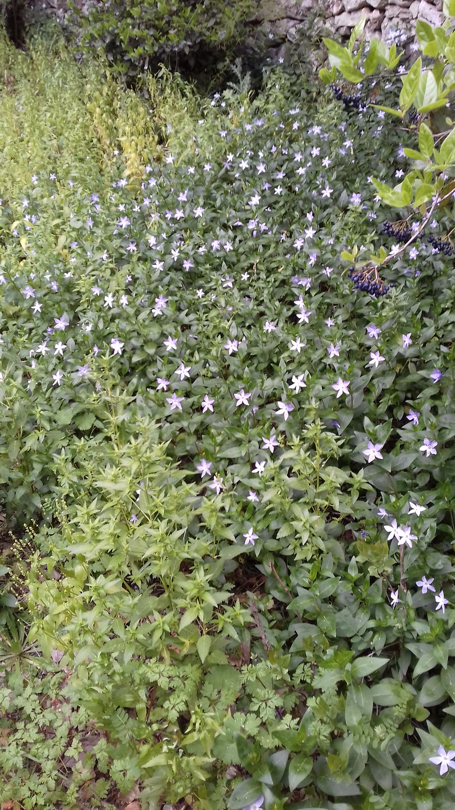 Annexe petite pervenche sauvage.jpg