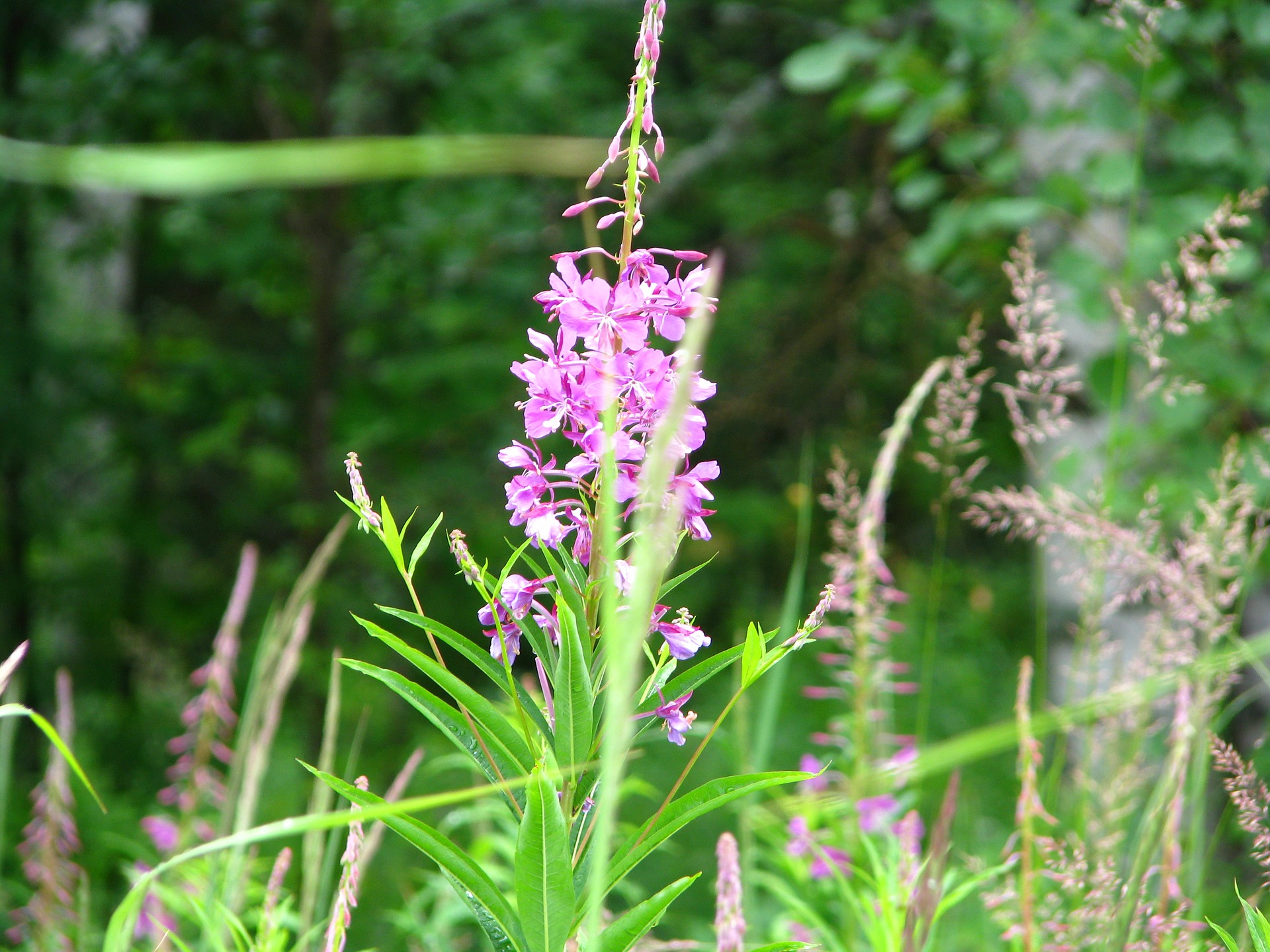 Annexe plant-2733094_1920.jpg