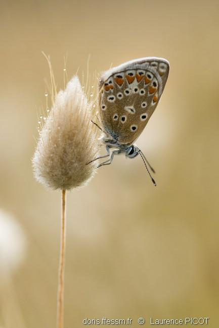 Annexe lagurus_ovatus-lp01_image1200.jpg