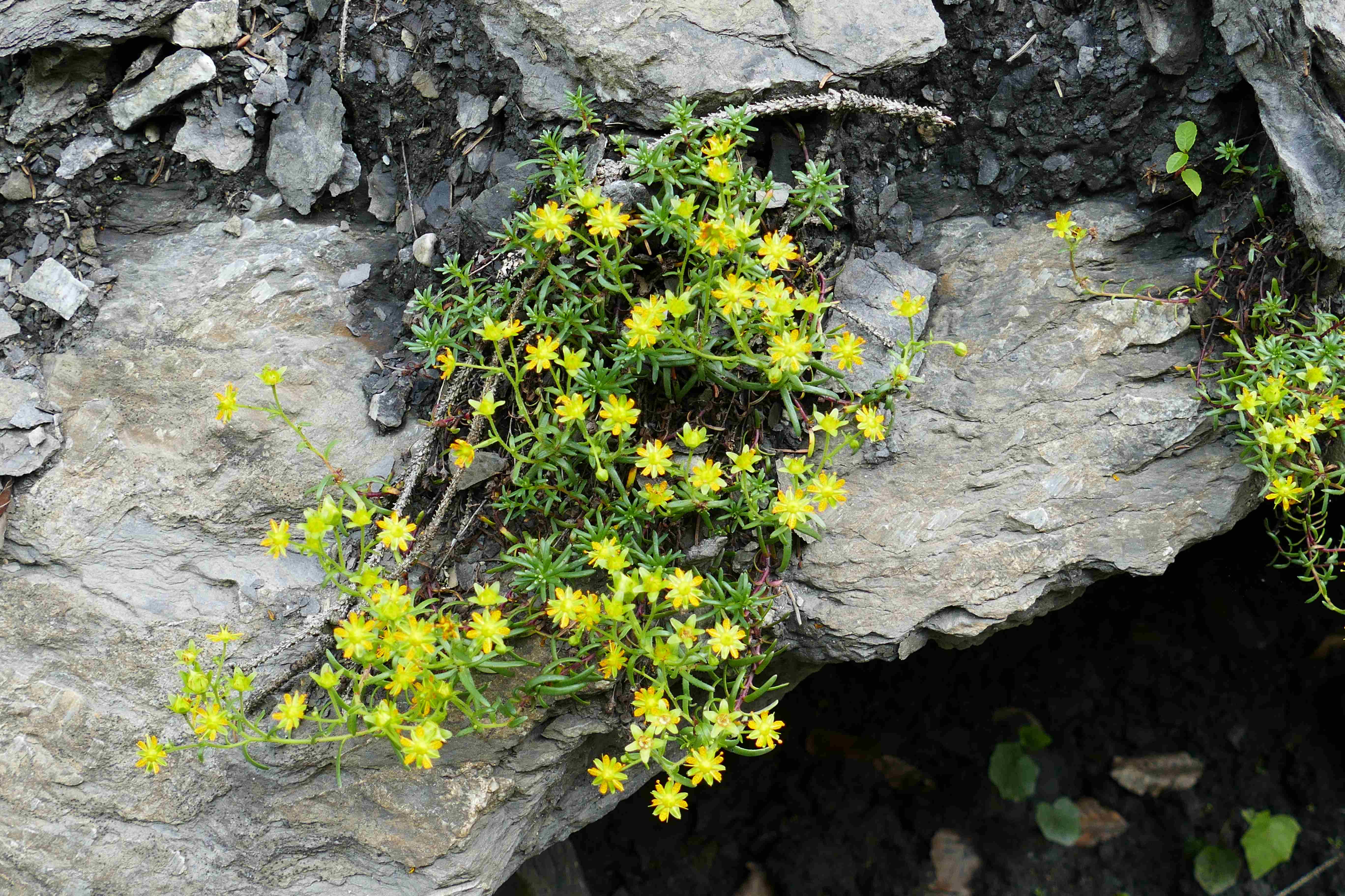 Annexe P1070324retouche.JPG