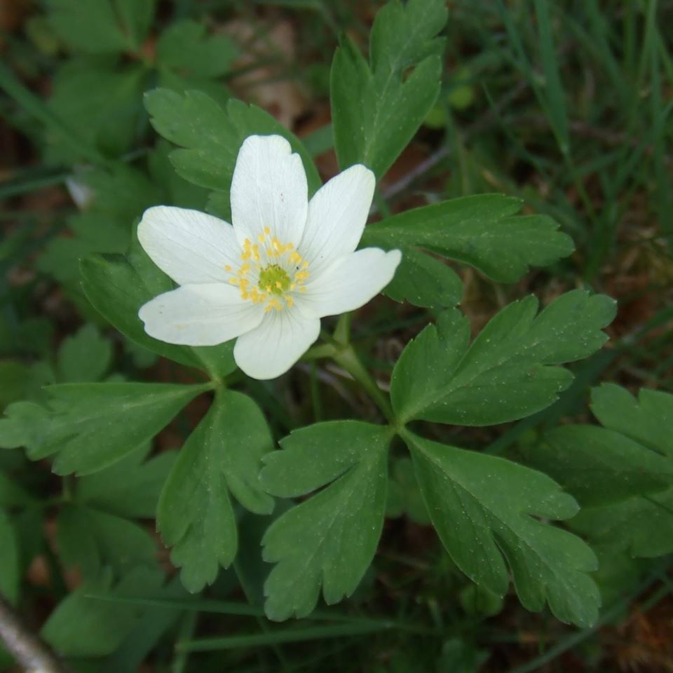 Annexe 37916874_10210070858327999_8262923066347094016_o.jpg