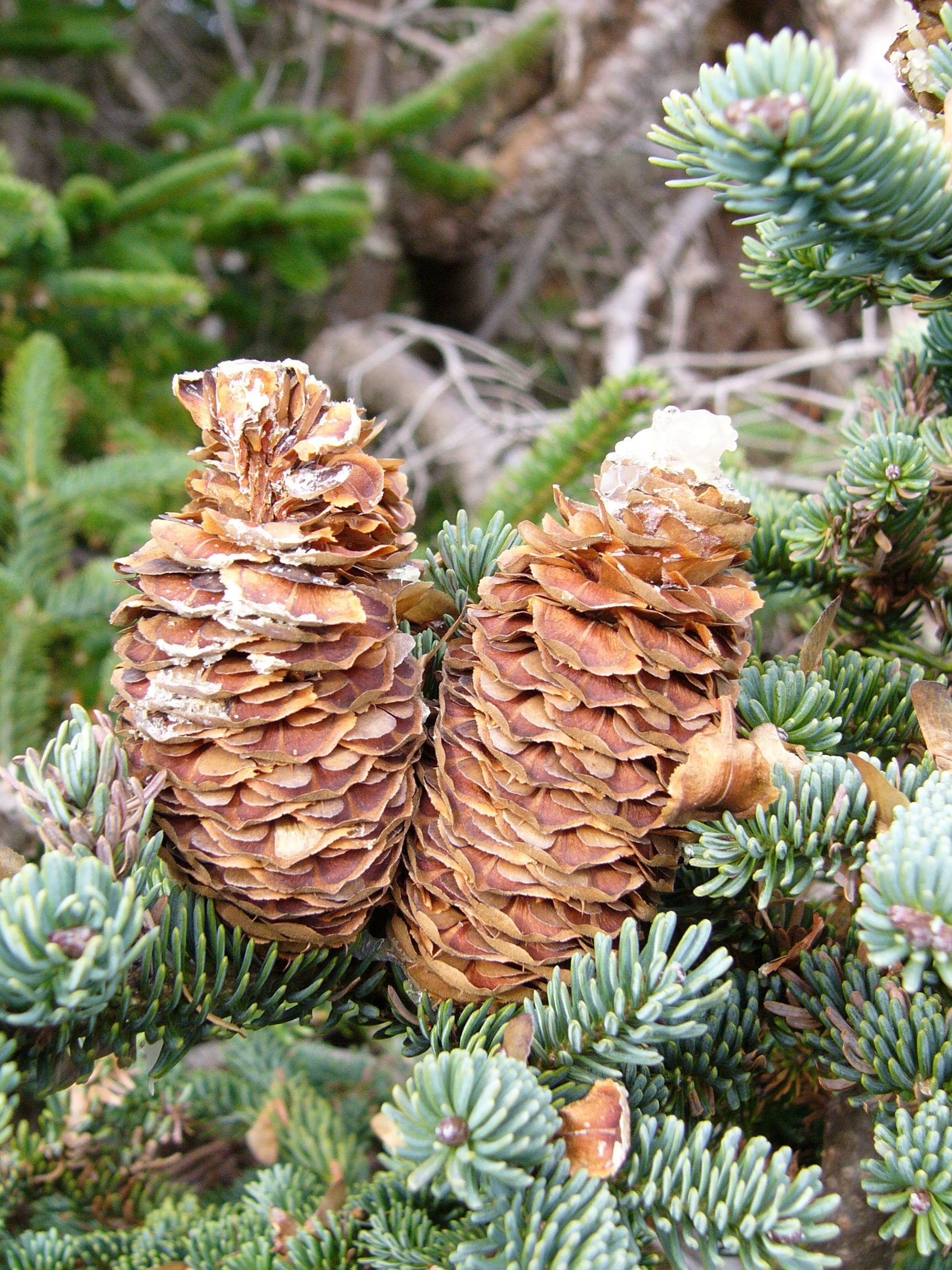 Annexe Sapin baumier.JPG