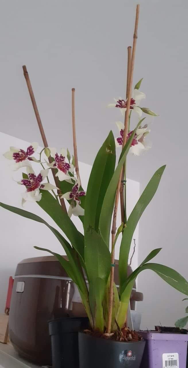 Annexe received_531617064432109.jpeg