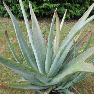 Annexe aloe-vera.jpg