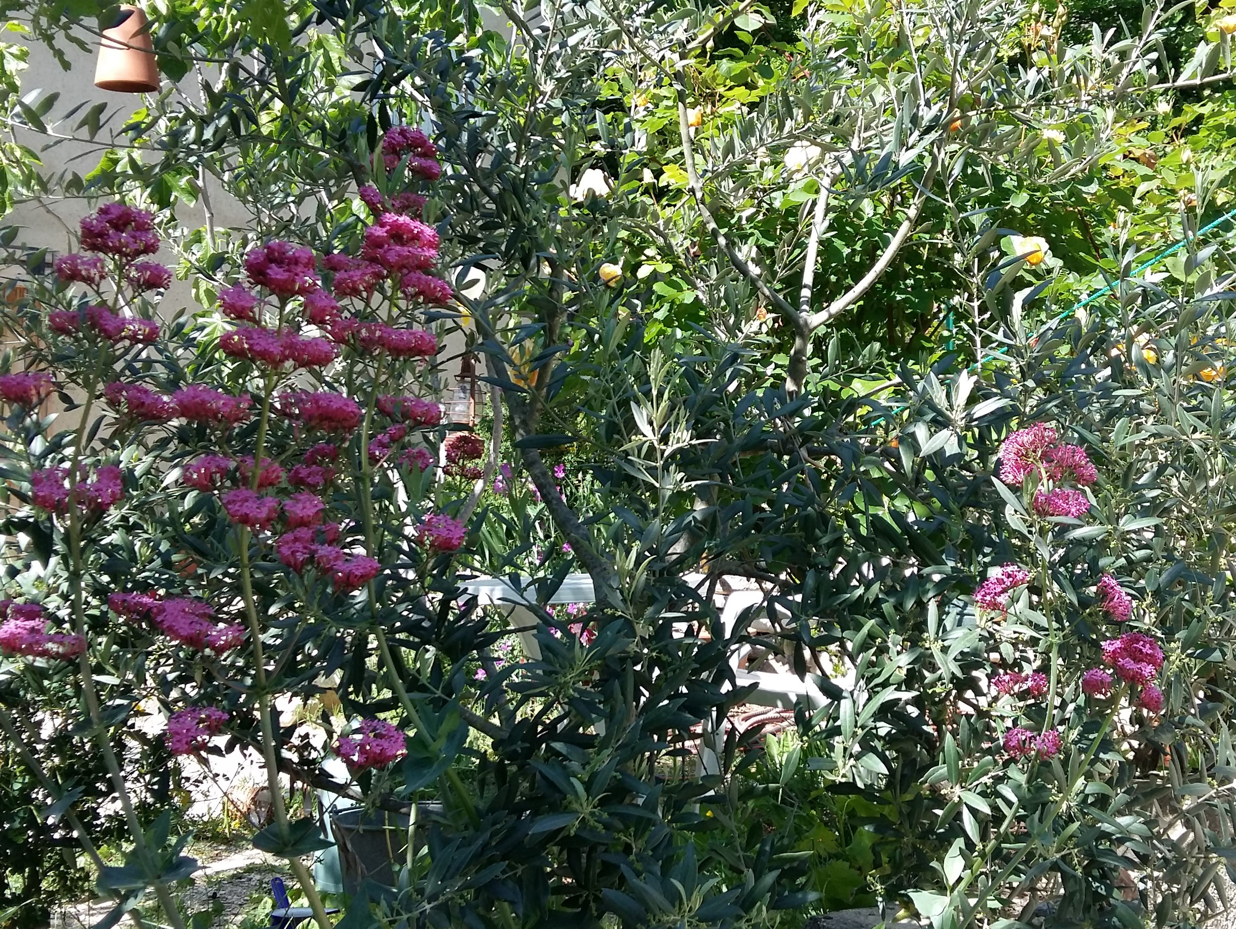 Annexe Valériane.jpg