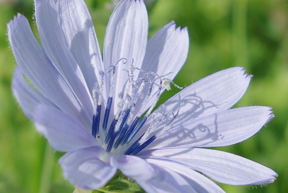 Annexe chicorée.JPG