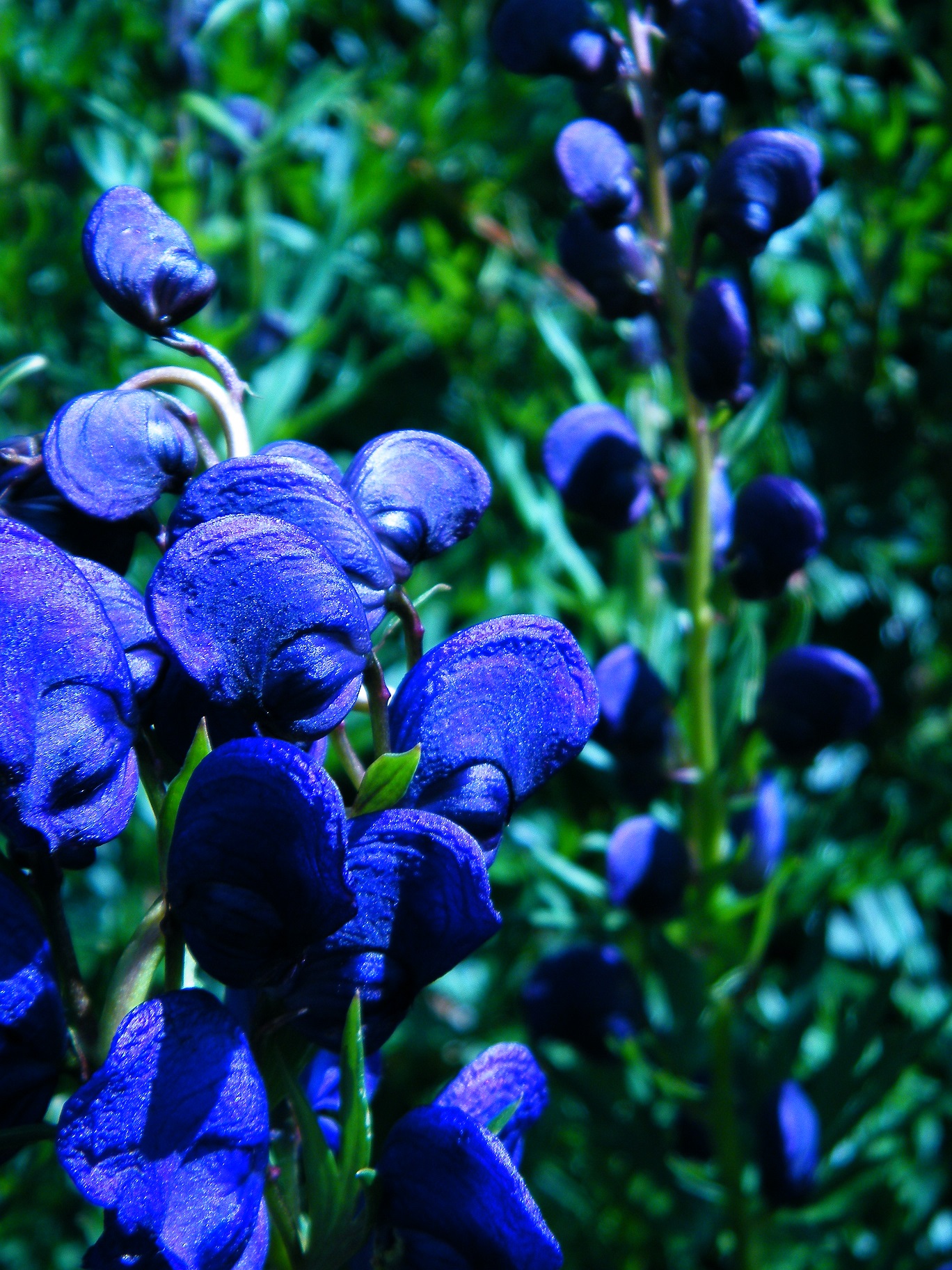 Annexe DSCF6691 - Copie.JPG