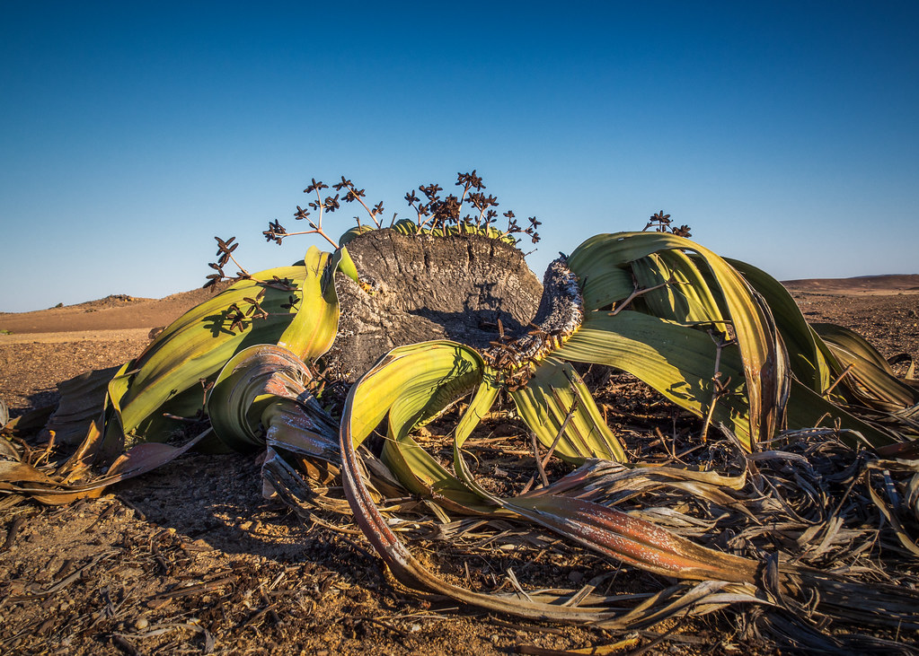 Annexe 29132386841_69f7a116d6_b.jpg