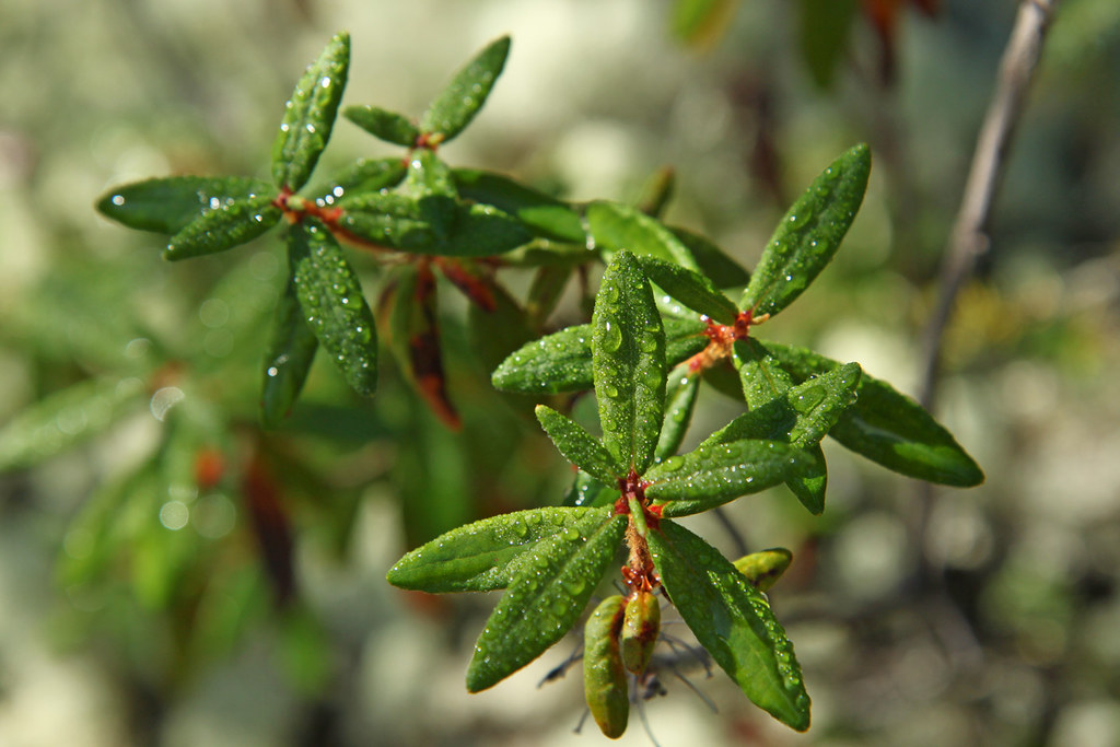 Annexe 6132974008_c3e21e5d87_b.jpg