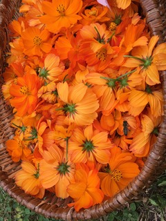 Annexe recolte cosmos.jpeg