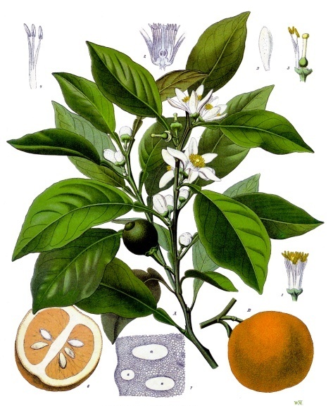 Annexe Citrus_aurantium_-_Köhler–s_Medizinal-Pflanzen-042.jpg