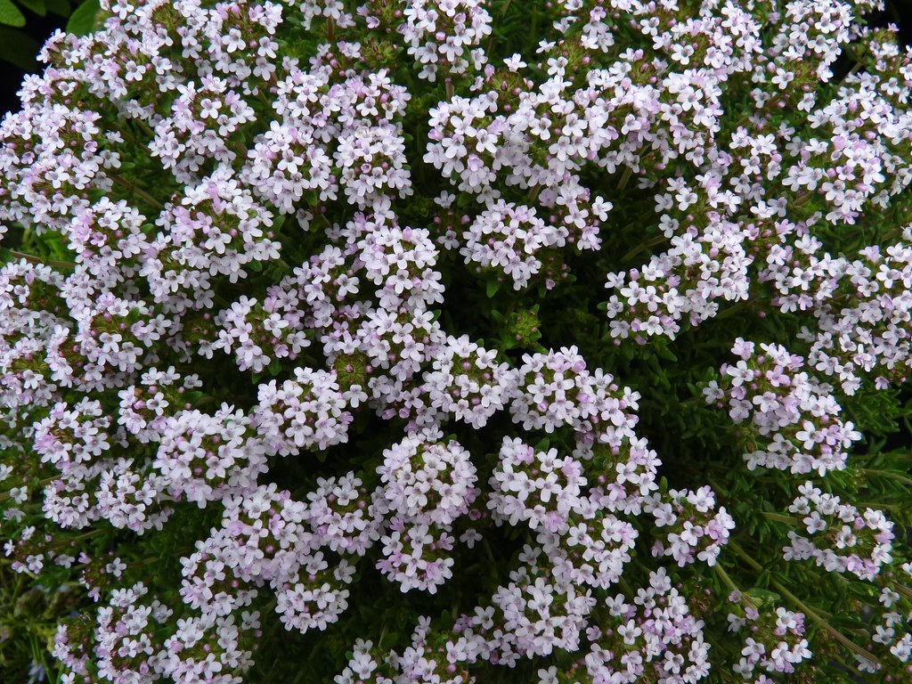 Annexe 4573388457_0b483d7f72_b.jpg