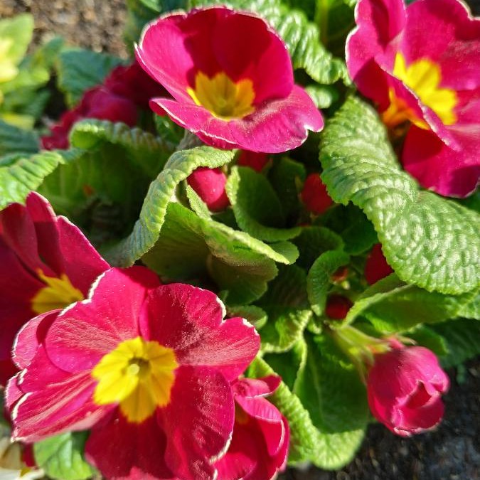 Annexe 1585925367764.JPEG