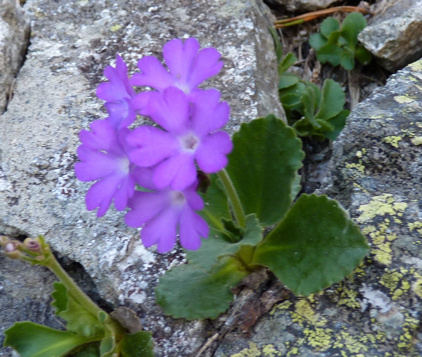 Annexe P1050527 (2).JPG