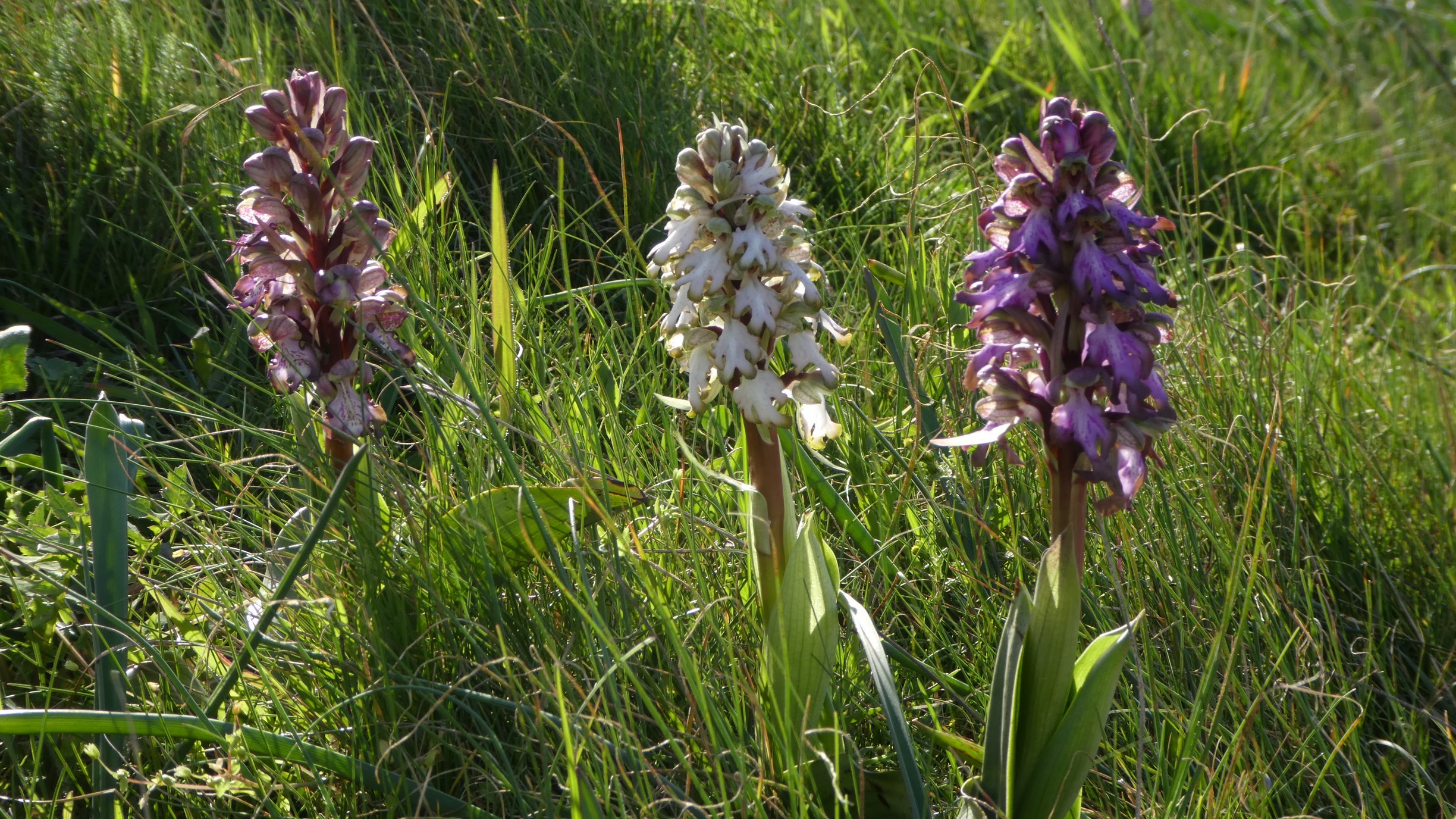 Annexe P1090692a.JPG