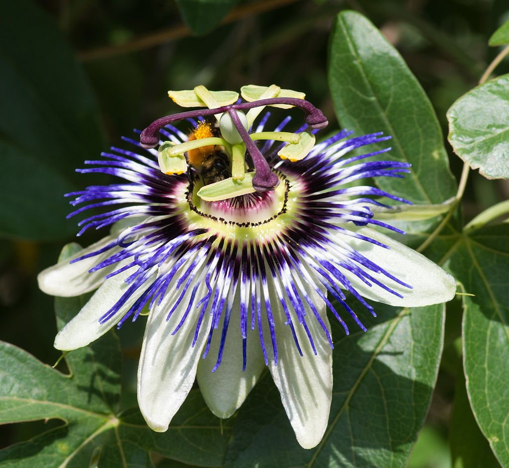 Annexe Passiflore - Parc Floral.jpg