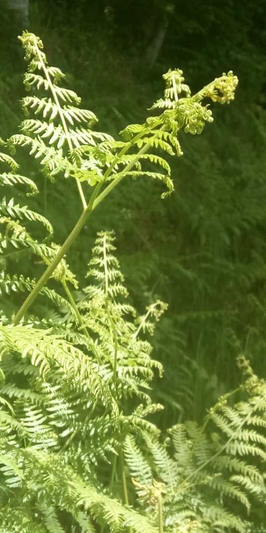 Annexe fougère2.jpg