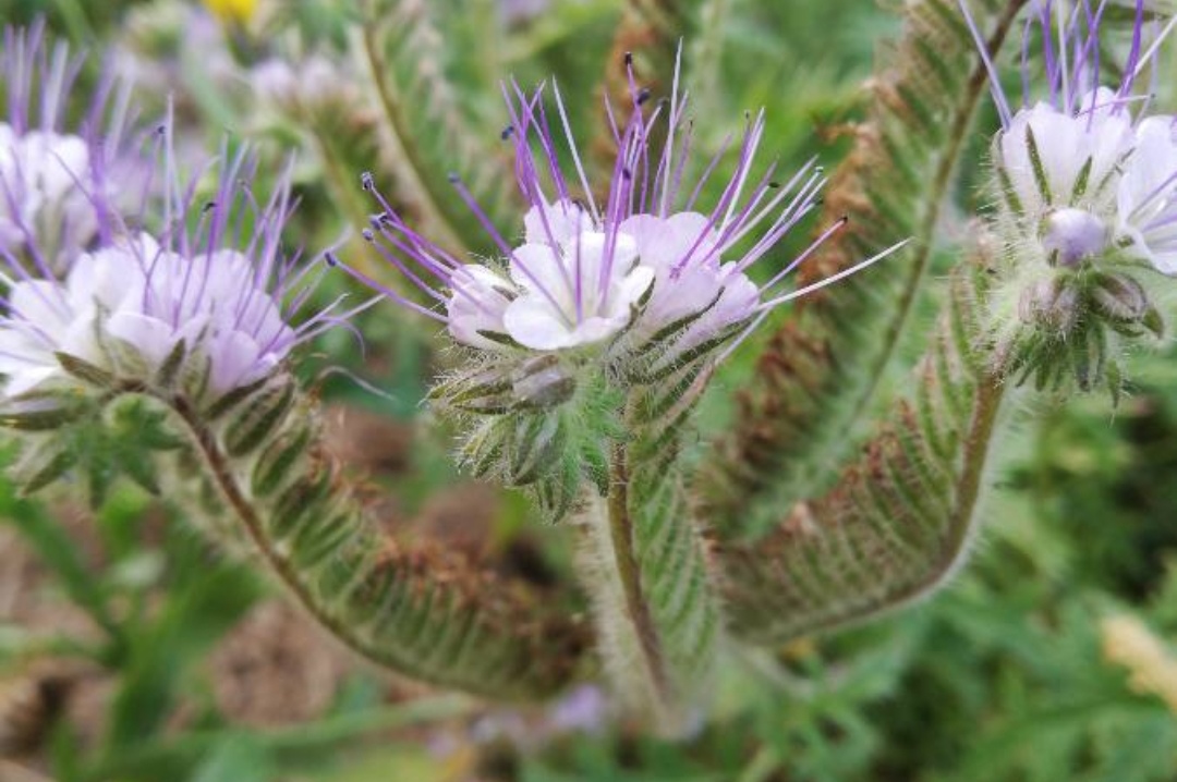 Annexe IMG_20200403_223218.jpg